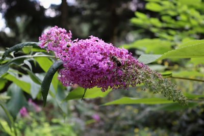 Buddleja davidii - komule davidova - květ